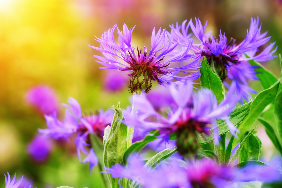 Knapweed Flowers in the Garden